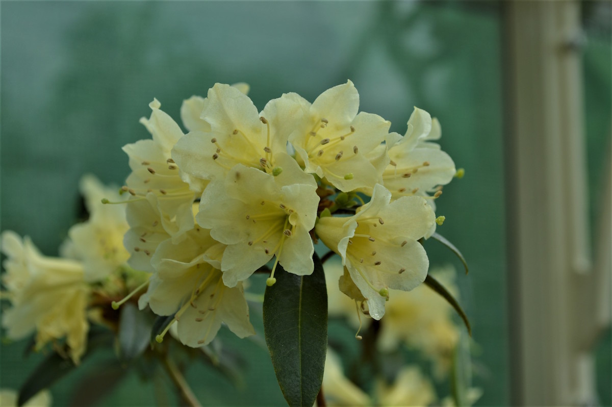 xanthostephanum